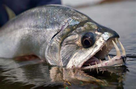 payara vampire fish